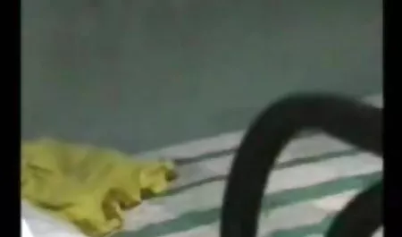 एबी कैट सेक्सी वीडियो फुल मूवी हिंदी एक गधा देता है