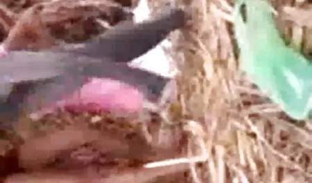 टैटू फूहड़ फूहड़ गुदा में बड़े पैमाने पर हिंदी में फुल सेक्सी फिल्म dildos के सामान